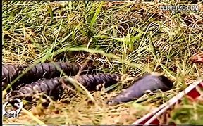 Outdoor vintage BDSM group scene